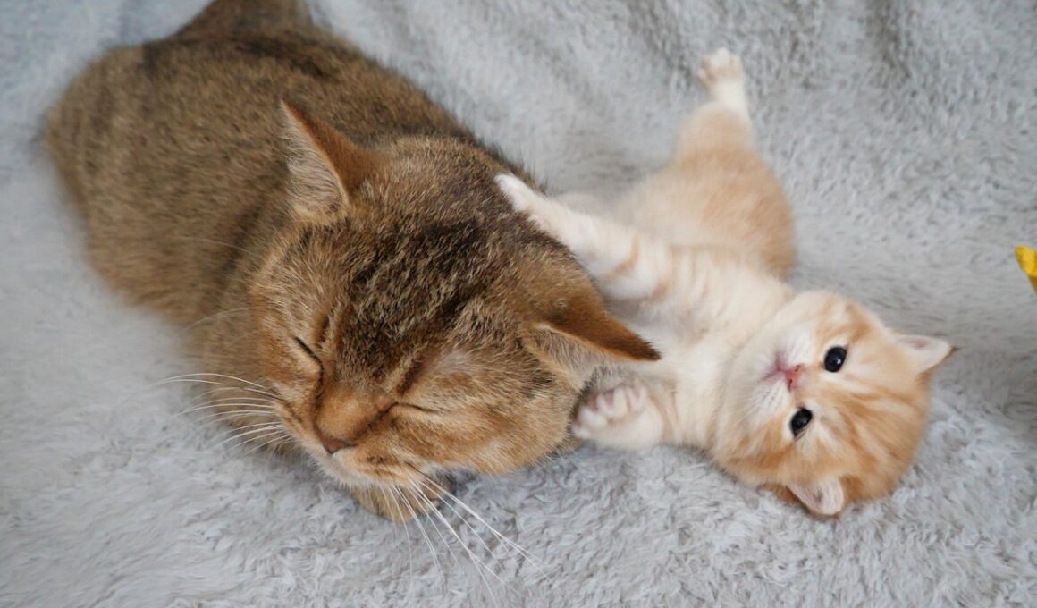 Cute kitten that plays tricks on its mom just to get her to play…