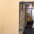 【子猫♡】シャーー‼︎言われても気にしなくなりましたwwwノルウェージャンフォレストキャット、ターキッシュアンゴラ、メインクーン