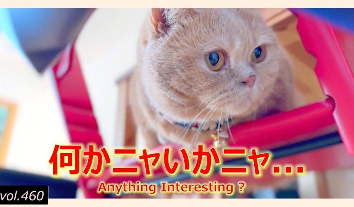 お気楽、のんびり、マイペース【マンチカンの癒し動画】