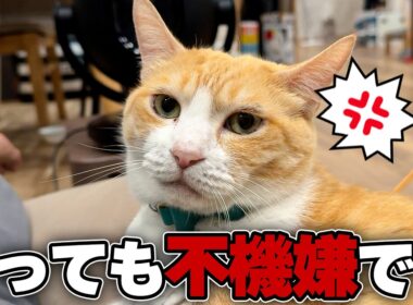 ロビンを不機嫌にさせてしまったので、なんとか機嫌をとらないとマズい。