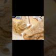 とっても優しいちょっかい
