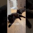 新しいシンクロ #cat #猫のいる暮らし #ボンベイ #セルカークレックス #ブリティッシュショートヘア