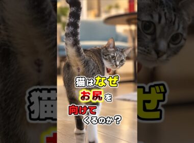 猫がお尻を向けてくるヤバい理由！隠された5つの気持ち #猫雑学 #ねこたんの解説 #猫