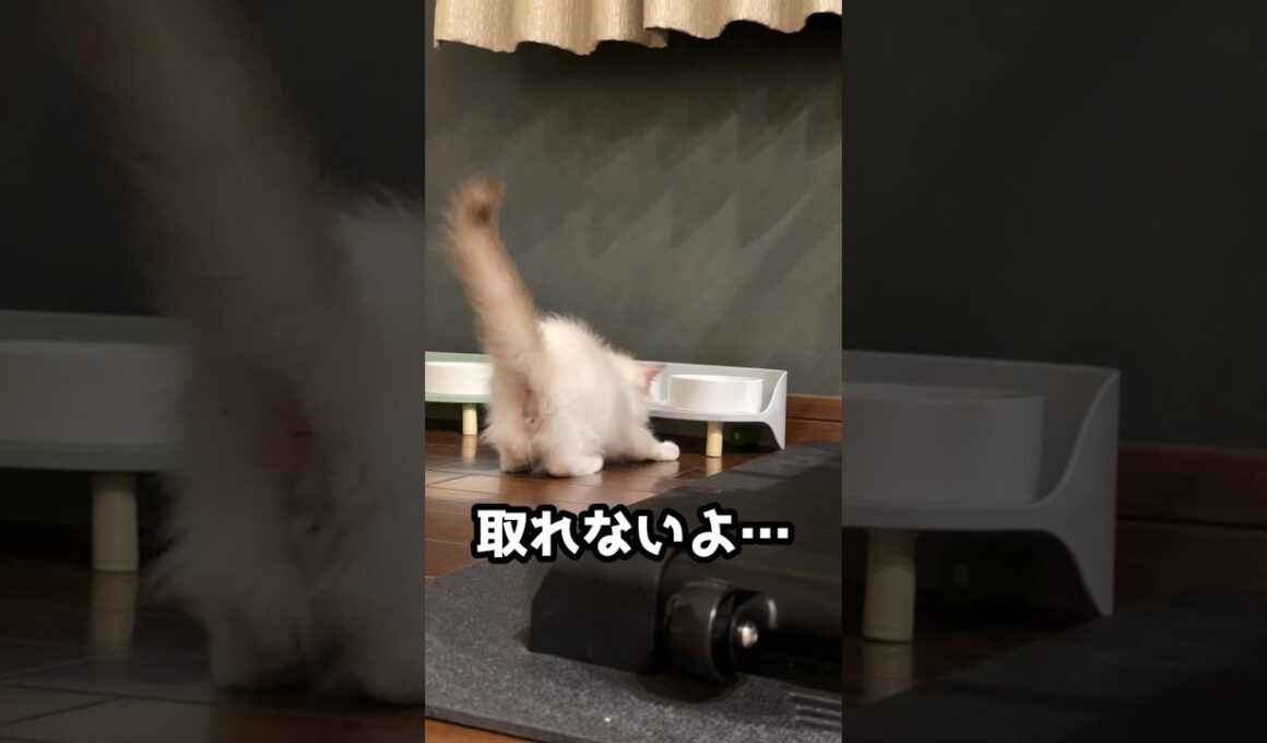 取れない！取ってぇ〜♪　#ラグドール #子猫 #猫のいる暮らし #ragdoll