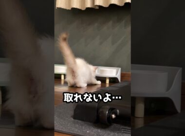 取れない！取ってぇ〜♪　#ラグドール #子猫 #猫のいる暮らし #ragdoll