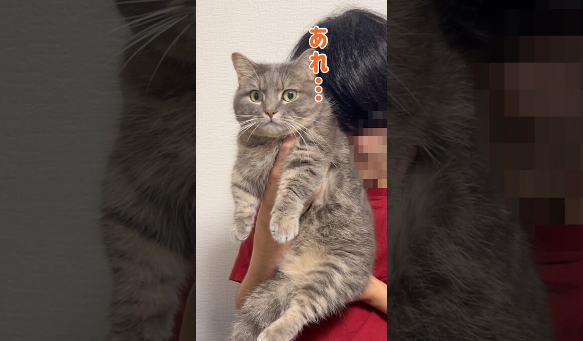 猫吸いしたらすごい顔されましたw #shorts #猫 #マンチカン