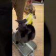 ボク、楽器じゃないんよ #cat #猫のいる暮らし #ボンベイ