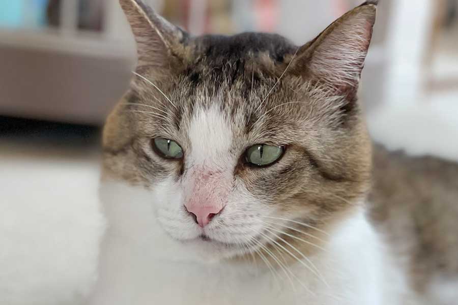 「←保護ねこ時代2021　→家ねこ2026」　元保護ねこの驚きのギャップに反響　「面がまえがまるで違う」 | Hint-Pot