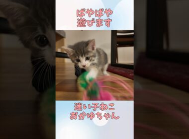 子ねこが「ぱやぱや」遊びました♡ #子ねこ #cat #保護ねこ