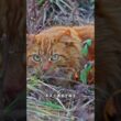 猫と人は9500年前から一緒だった