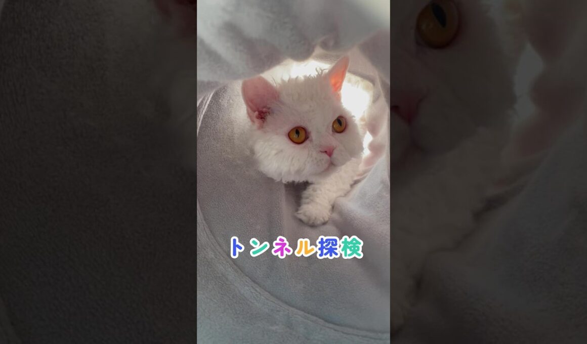 トンネル探検 猫動画 セルカークレックス