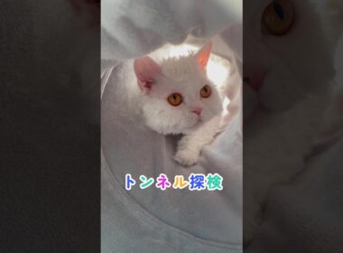 トンネル探検 猫動画 セルカークレックス