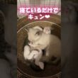 寝ているだけで神　やんちゃになってきた子猫　#shorts #保護猫