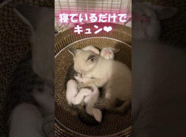 寝ているだけで神　やんちゃになってきた子猫　#shorts #保護猫