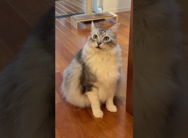 ご飯を待つ大型猫「ごはん早く」#shorts