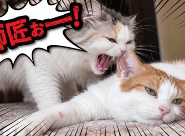 【検証】猫は自分の名前を覚えているのでしょうか…？