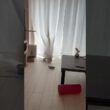 「どこかなー？」待ちの猫 #アメリカンカール #猫