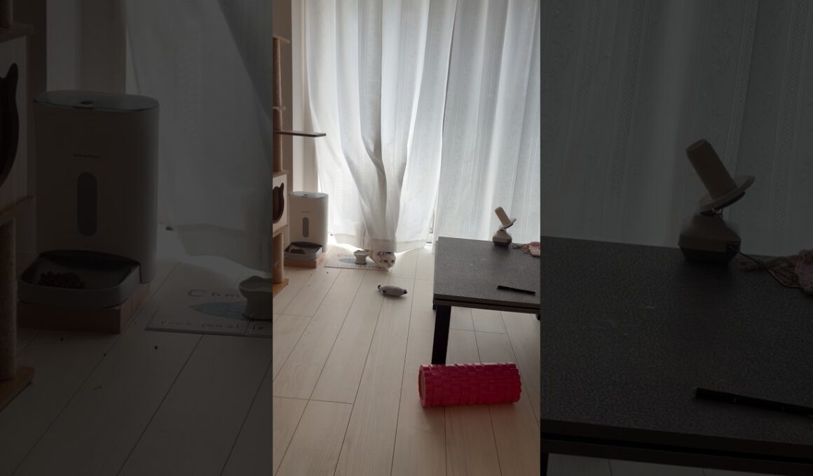 「どこかなー？」待ちの猫 #アメリカンカール #猫