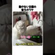 動かない白猫の後ろのワケ #ペルシャ猫