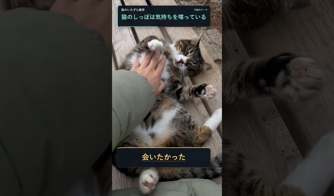 猫がしっぽを振る意味、犬と同じだと思ってない？