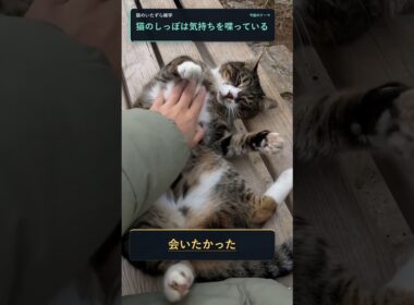 猫がしっぽを振る意味、犬と同じだと思ってない？