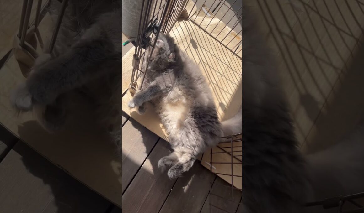 夏の終わり #ねこ動画 #アメリカンカール