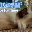 バーマン猫ラフ【平和な時間】Peaceful time（バーマン猫）Birman/Cat