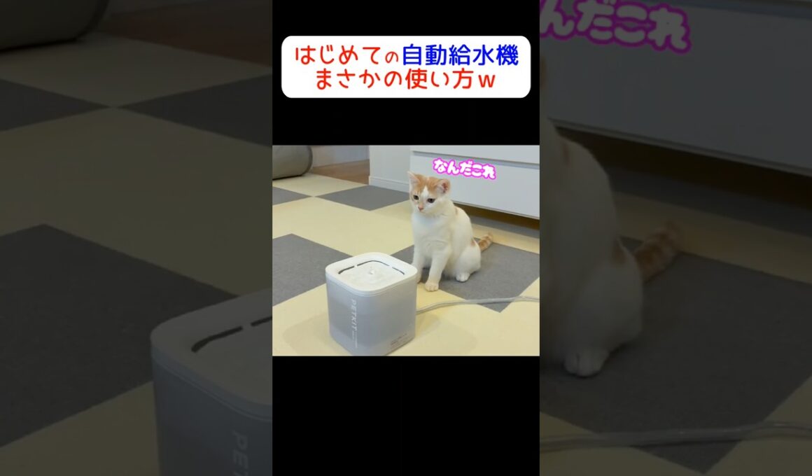 子猫にとってはただの遊び道具？ #cat #ねこ #neko