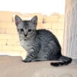 エジプシャンマウの子猫が可愛すぎる！美しい模様と愛らしい仕草