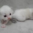 Here's a look at a Ragdoll mom playing with toys and her kittens being held...
