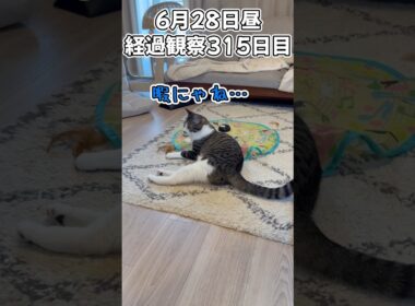 ハルのFIP闘病記 投薬治療終了! 経過観察315日目その2 #猫 #子猫 #キジシロ