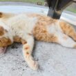 アメショー茶トラ猫とドロボー髭の茶シロ猫を交互のにモフる