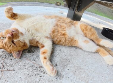 アメショー茶トラ猫とドロボー髭の茶シロ猫を交互のにモフる