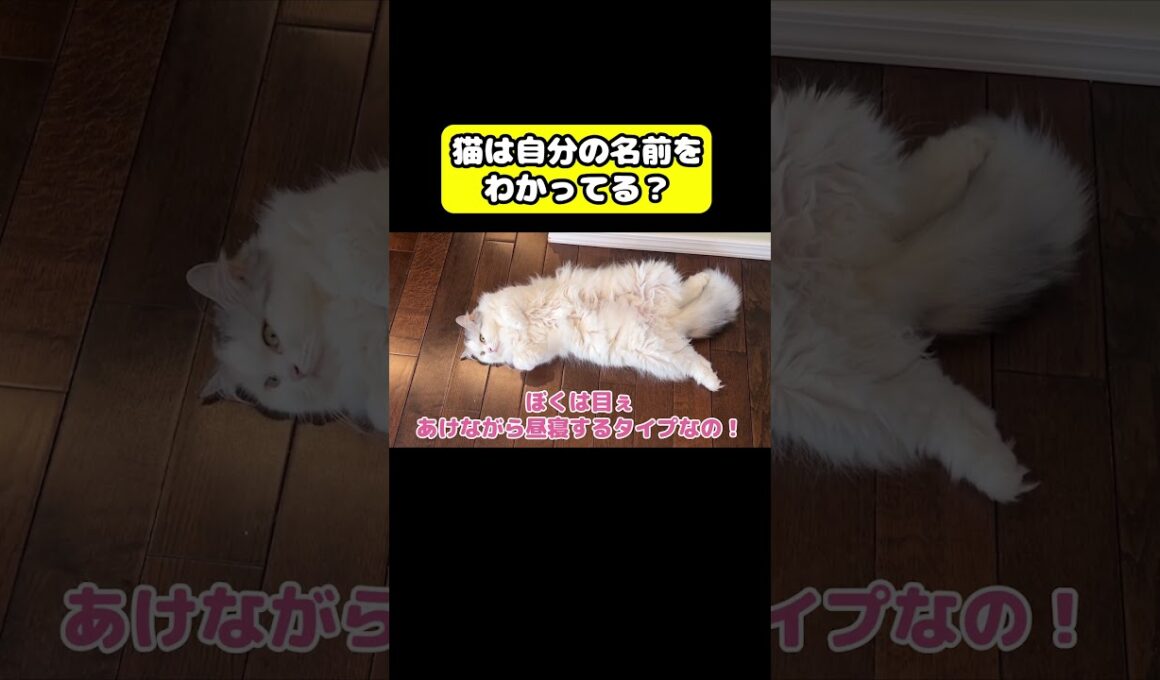 猫は自分の名前をわかっている？　#猫 #おもしろ #アテレコ #ニャンチューバーつくし