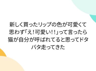新しく買ったリップの色が可愛くて思わず「え！可愛い！！」って言ったら猫が自分が呼ばれてると思ってドタバタ走ってきた - Togetter