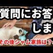 シャムちゃん家族は一緒ですか？病院へは？などお答えします！