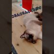 甘えかたのクセが独特です＃ほぼシャム猫＃保護猫＃元捨て猫＃cat