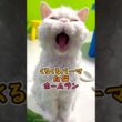 大あくび おしゃべりホームラン 猫動画 セルカークレックス