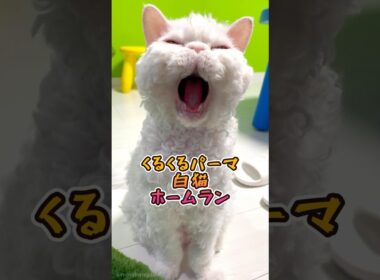 大あくび おしゃべりホームラン 猫動画 セルカークレックス