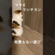 ママとマンチカンのらっくと他愛もない遊び #shorts
