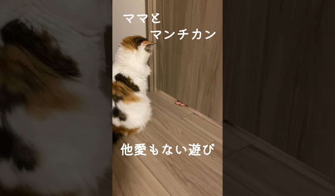 ママとマンチカンのらっくと他愛もない遊び #shorts