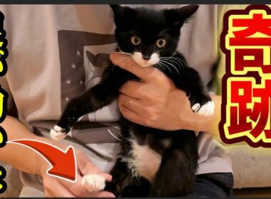 下半身麻痺の子猫モウ🐱褒めたらみんなの期待に応えてくれました‼️