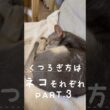 くつろぎ方はネコそれぞれ PART.3 #猫 #アビシニアン #キジシロ