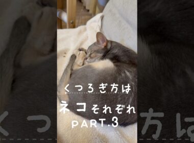 くつろぎ方はネコそれぞれ PART.3 #猫 #アビシニアン #キジシロ