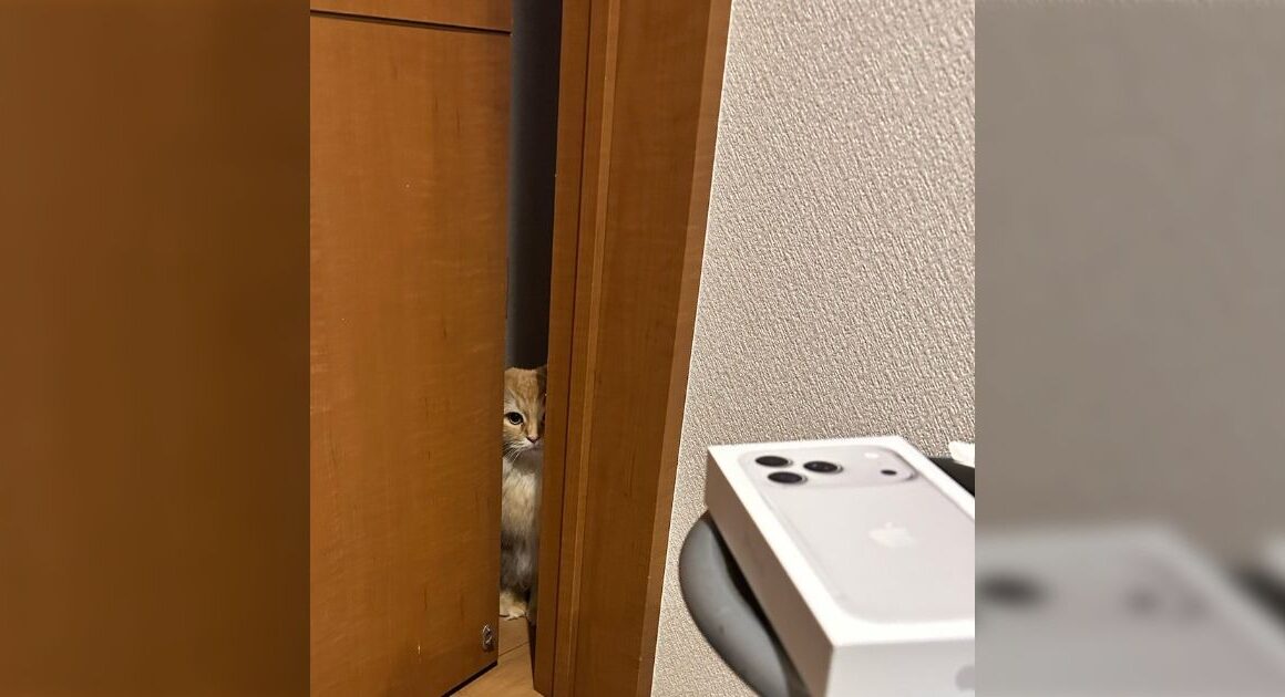 【悲報】届いたばかりのiPhoneに保護フィルム貼ってる最中に天敵現る「いちばんだめなタイミングで草」「全力で関与しようとしてますねえ…」 - Togetter