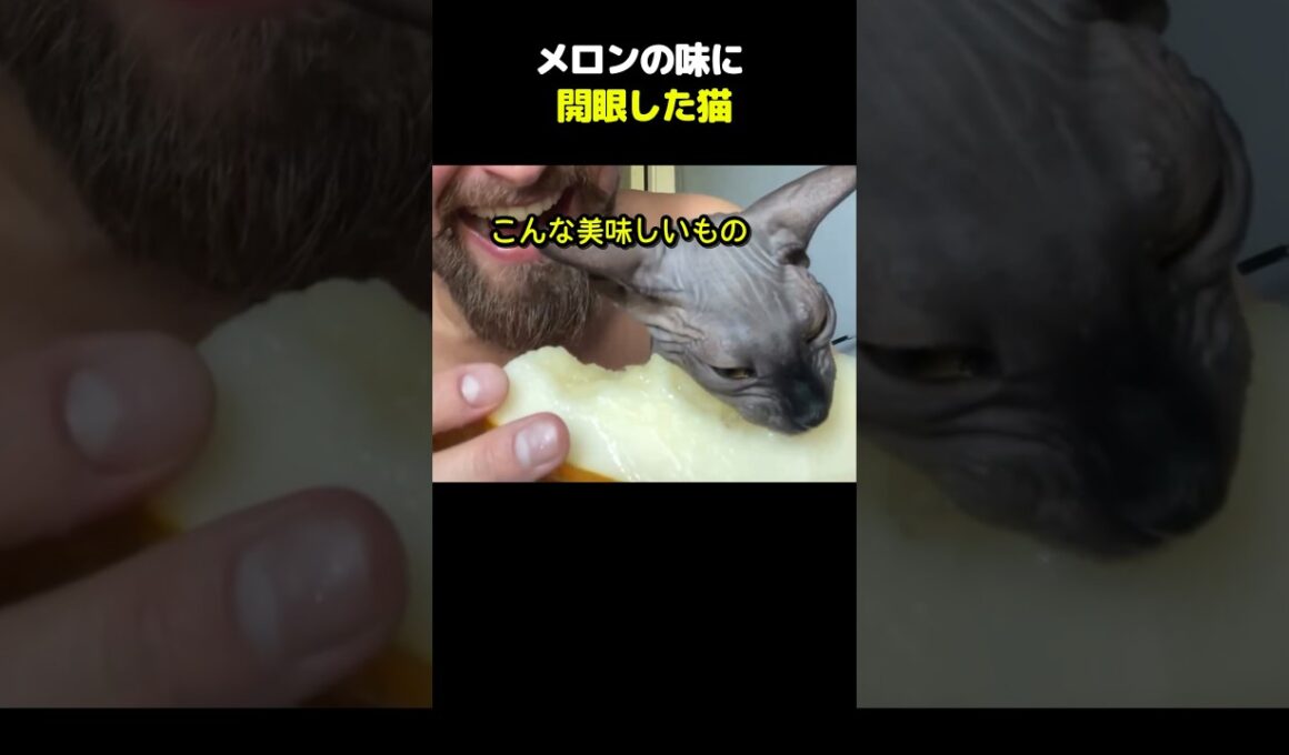 メロンの味に 開眼した猫