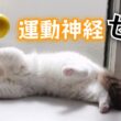 【ラグドール】よちよちプリプリ🍑鈍くさすぎる子猫のボール遊び
