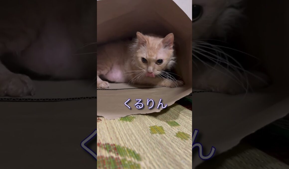 紙袋の中のネコ〜ラパーマのラパちゃん