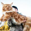 「メインクーン」を抱っこしているみたい！フェリシモクラファンの『等身大の猫ぬいぐるみ』は猫好き必見！全長100cm | LIMO | くらしとお金の経済メディア