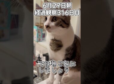 ハルのFIP闘病記 投薬治療終了! 経過観察316日目 #猫 #子猫 #キジシロ
